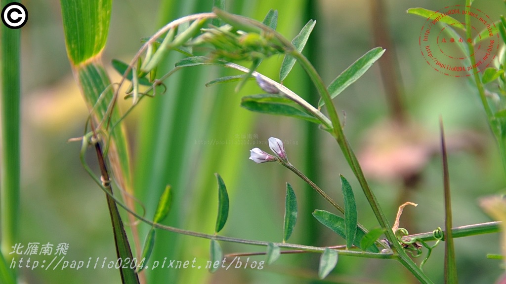 小巢豆 Vicia hirsuta (L.) S. F. Gray 小巢豆 Vicia hirsuta (L.) S. F. Gray