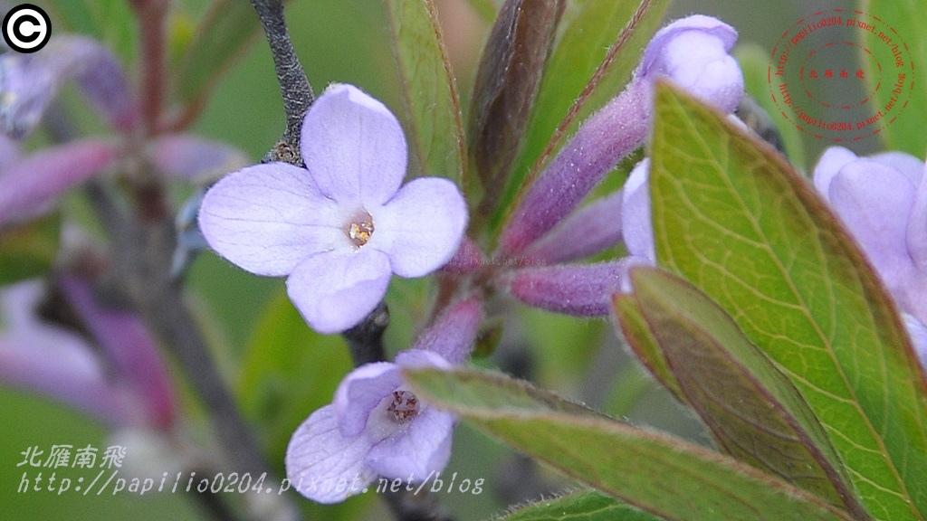 芫花 Daphne genkwa Sieb. et Zucc. 芫花 Daphne genkwa Sieb. et Zucc.