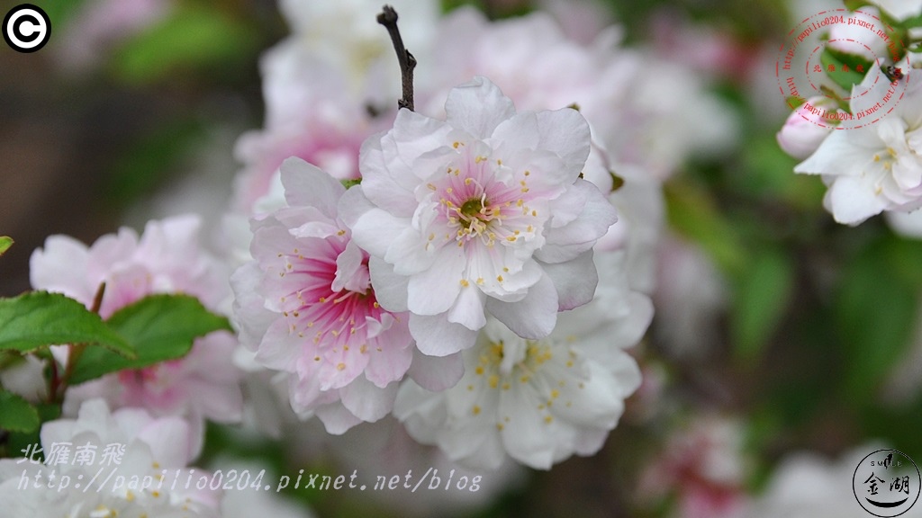金門瓊林重瓣郁李(Prunus japonica 'Sinensis') 金門瓊林重瓣郁李(Prunus japonica 'Sinensis')