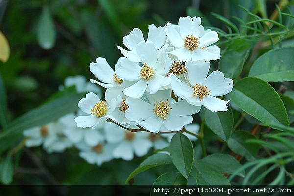 小果薔薇 小果薔薇