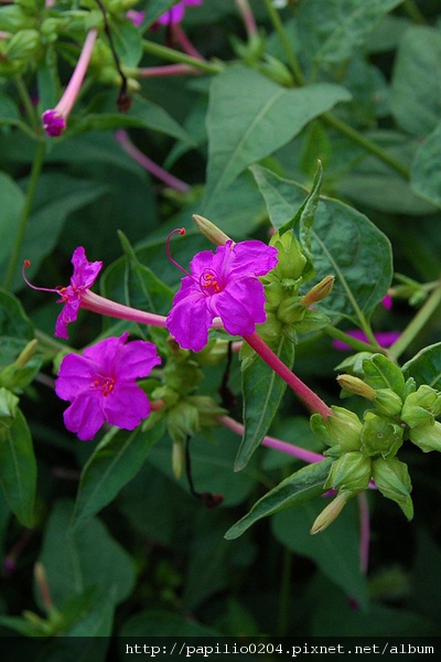紫茉莉(胭脂花) 紫茉莉(胭脂花)