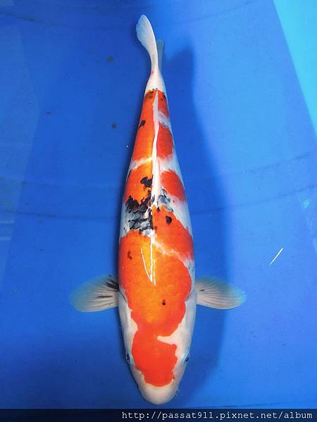 20120623家魚_0009_調整大小 20120623家魚_0009_調整大小