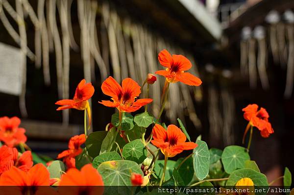 20140223金蓮花_0068_調整大小.jpg 20140223金蓮花_0068_調整大小.jpg