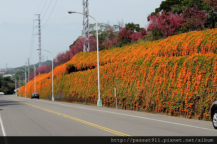 20150212苗栗銅鑼工業區炮仗花_0001_調整大小.jpg 20150212苗栗銅鑼工業區炮仗花_0001_調整大小.jpg