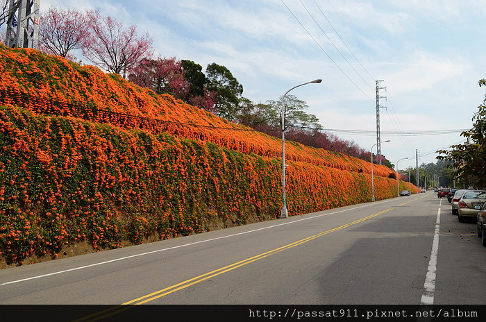 20150212苗栗銅鑼工業區炮仗花_0011_調整大小.jpg 20150212苗栗銅鑼工業區炮仗花_0011_調整大小.jpg