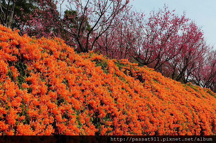 20150212苗栗銅鑼工業區炮仗花_0020_調整大小.jpg 20150212苗栗銅鑼工業區炮仗花_0020_調整大小.jpg