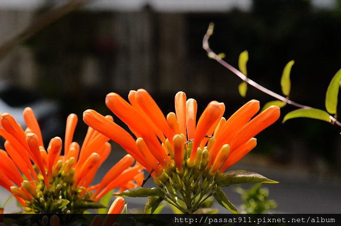 20150212苗栗銅鑼工業區炮仗花_0025_調整大小.jpg 20150212苗栗銅鑼工業區炮仗花_0025_調整大小.jpg