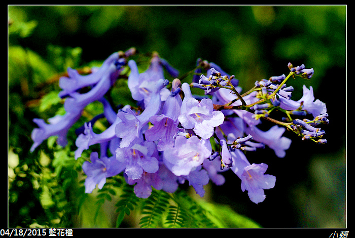 20150418藍花楹_0005.jpg 20150418藍花楹_0005.jpg