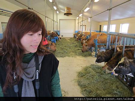 Vogafjos Cowshed Caf&eacute;