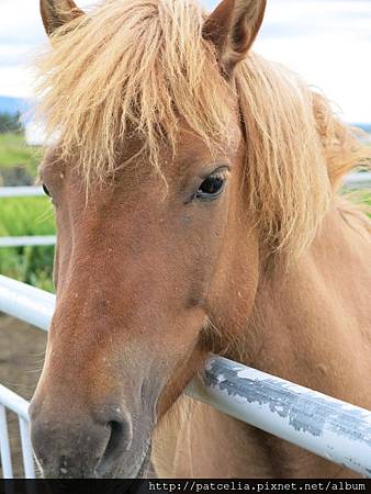 冰島馬