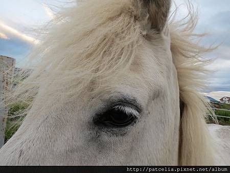 冰島馬