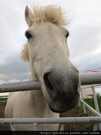 冰島馬
