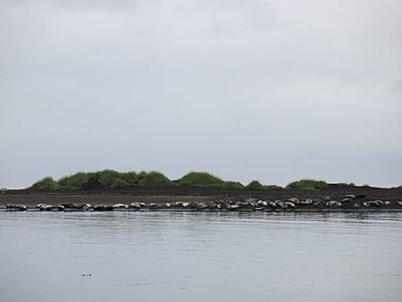Vatnsnes半島看海豹