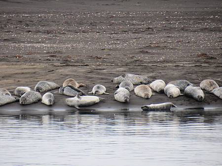 Vatnsnes半島看海豹
