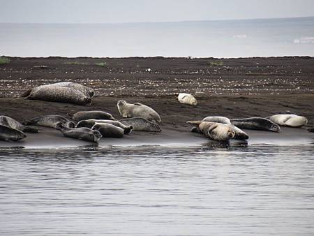 Vatnsnes半島看海豹