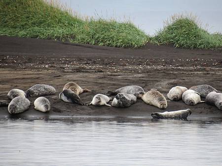 Vatnsnes半島看海豹