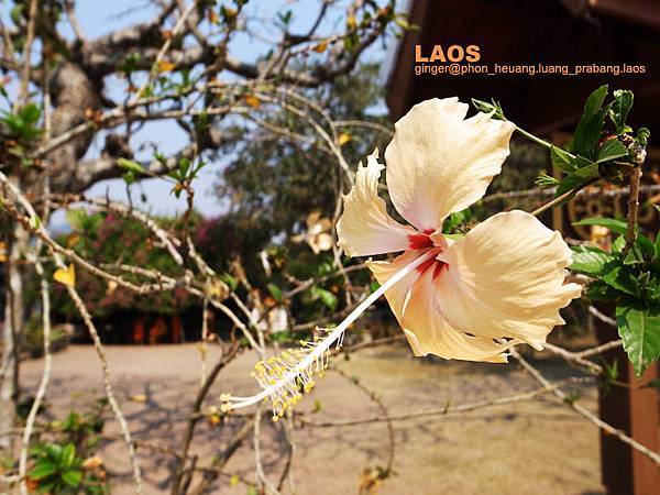 10.03.02Phon Heuang.jpg