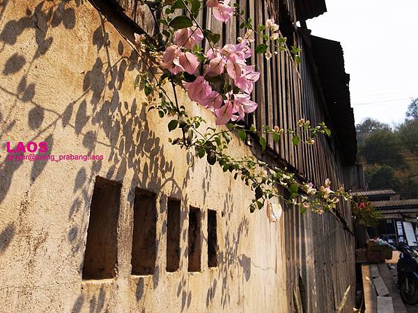 10.03.02flowers, wall, Luang Prabang.jpg