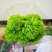 nEO_IMG_DSC04127.jpg nEO_IMG_DSC04127.jpg