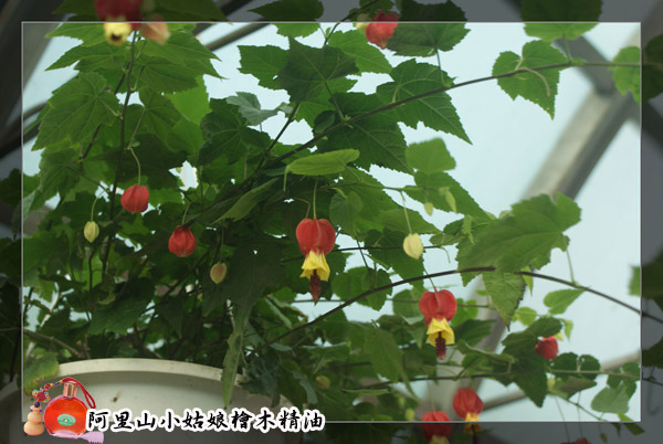 a010.jpg a010.jpg