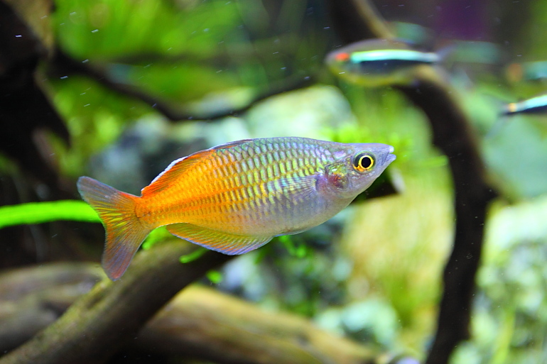 石美人1 石美人1