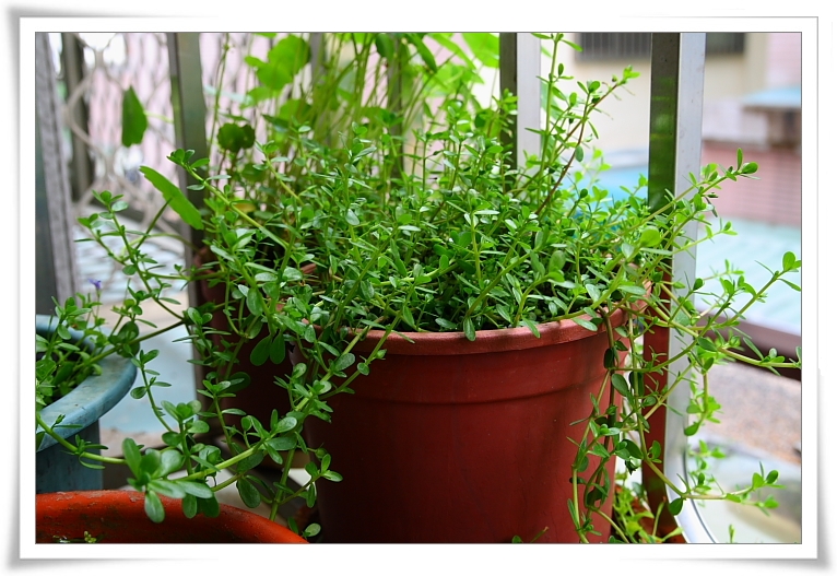 誇張的小對葉.JPG 誇張的小對葉.JPG