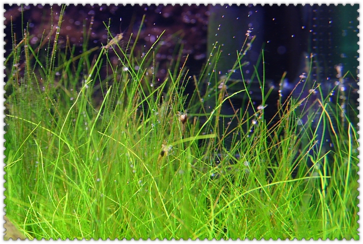 出現絨毛藻.JPG 出現絨毛藻.JPG