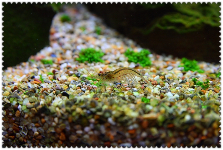 大和藻蝦.JPG 大和藻蝦.JPG