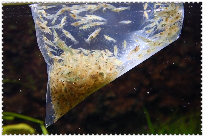 半兩黑殼蝦.JPG 半兩黑殼蝦.JPG