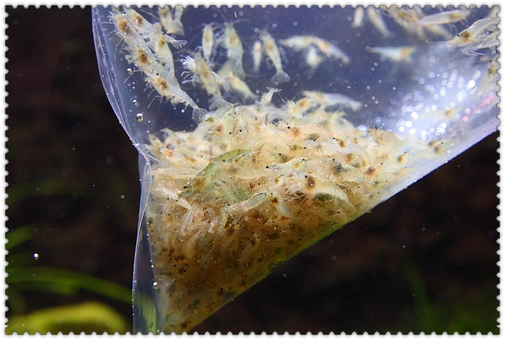 數百隻黑殼蝦.JPG 數百隻黑殼蝦.JPG