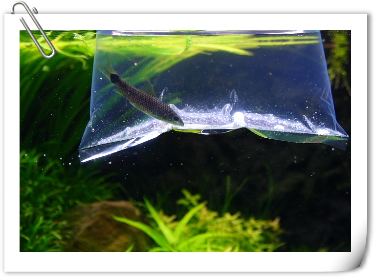 小猴飛狐.JPG 小猴飛狐.JPG