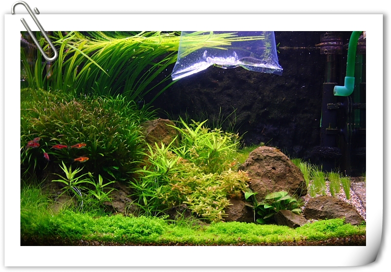 有點大的小猴飛狐.JPG 有點大的小猴飛狐.JPG