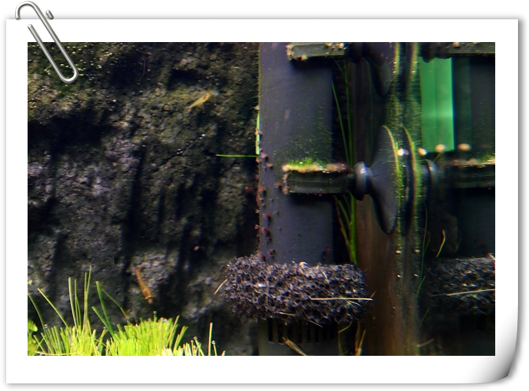 油膜處理器上的黑毛藻.JPG 油膜處理器上的黑毛藻.JPG