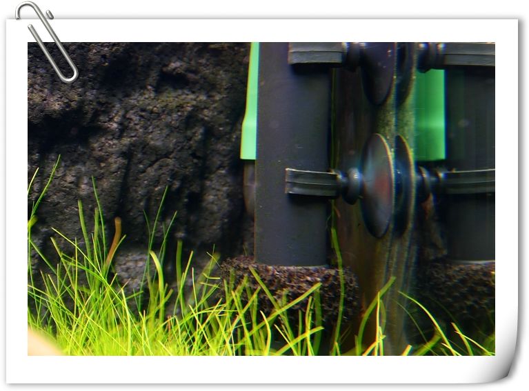 清除黑毛藻.JPG 清除黑毛藻.JPG