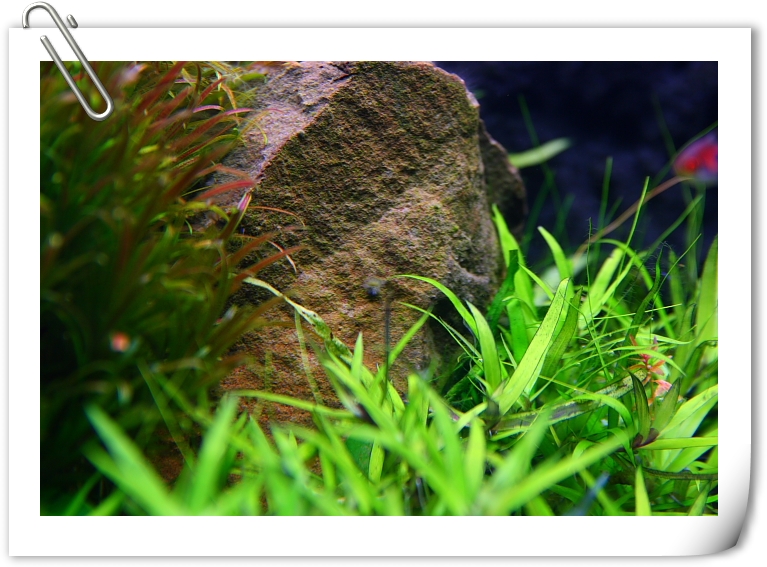 石頭上仍有黑毛藻.JPG 石頭上仍有黑毛藻.JPG