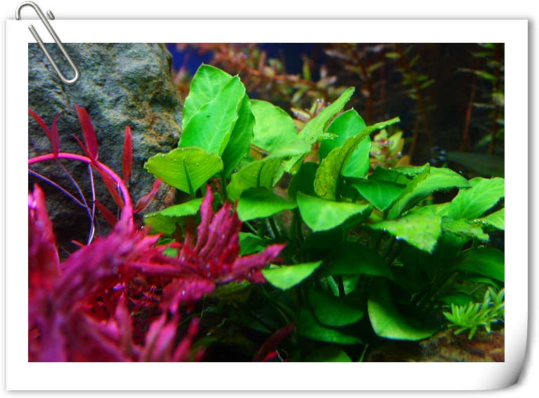 迷你小榕.JPG 迷你小榕.JPG