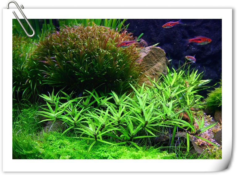 躲在水草後.JPG 躲在水草後.JPG