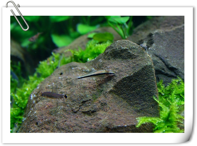 除藻生物.JPG 除藻生物.JPG