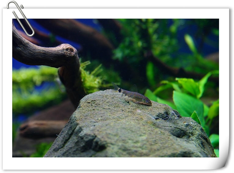 小猴飛狐.JPG 小猴飛狐.JPG