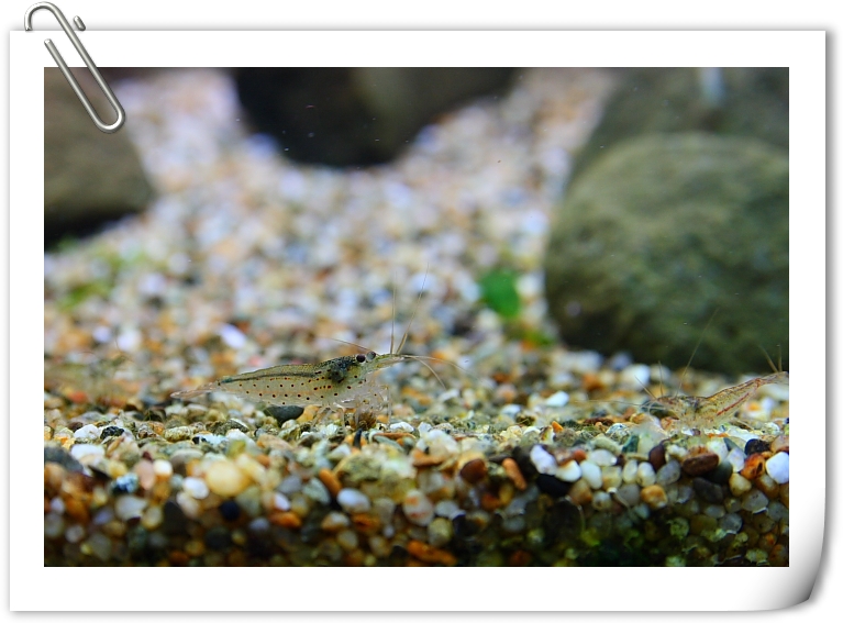 大和藻蝦.JPG 大和藻蝦.JPG