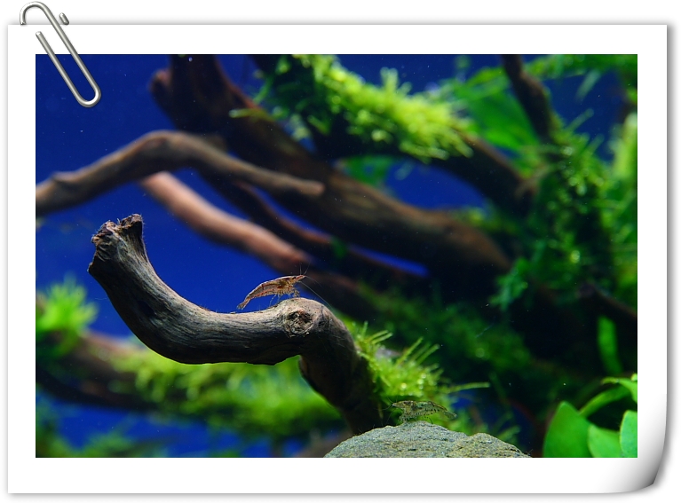 黑殼蝦.JPG 黑殼蝦.JPG