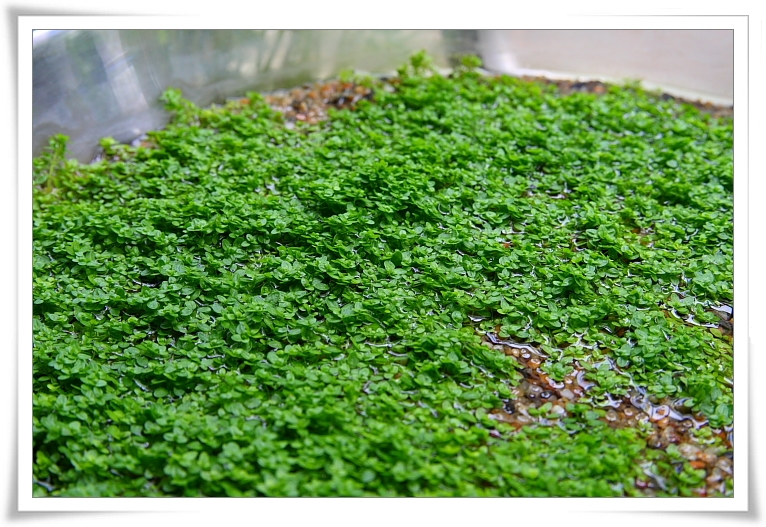 厚實的迷你矮.JPG 厚實的迷你矮.JPG