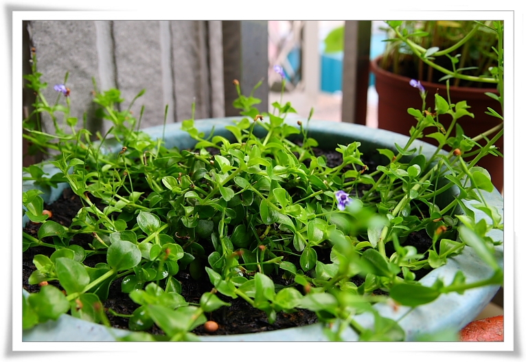 水精靈.JPG 水精靈.JPG