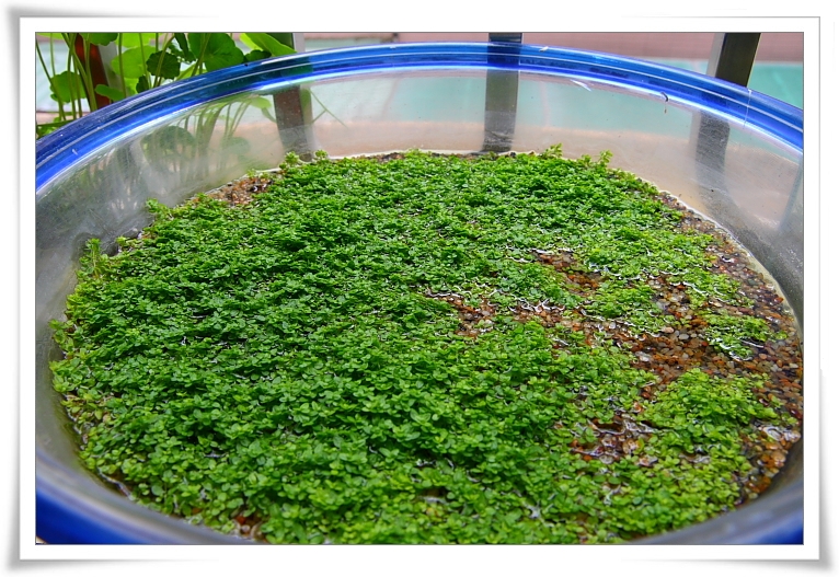 豐收的迷你矮.JPG 豐收的迷你矮.JPG