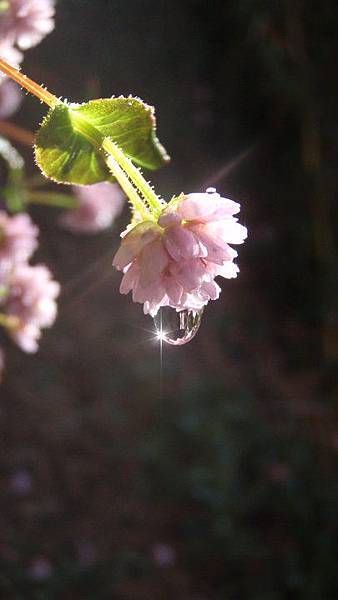 39089_1542582292804_1482386290_31396874_5267228_n.jpg 39089_1542582292804_1482386290_31396874_5267228_n.jpg