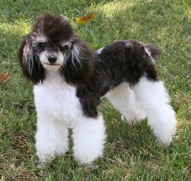 parti-poodle_14.jpg