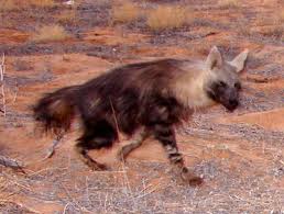 brown hyena