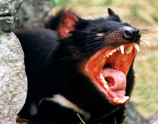 Tasmanian devil 2