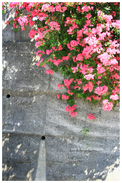 IMG_3588拷貝.jpg IMG_3588拷貝.jpg