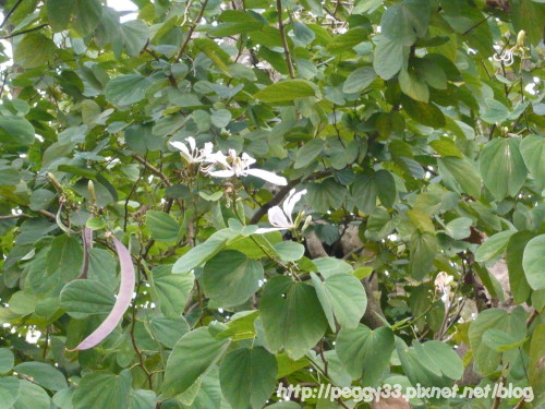 P1040808.JPG P1040808.JPG